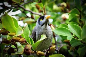 Bird among the branches close-up on a blurred background