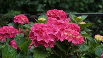 Hydrangea Pink Flowers