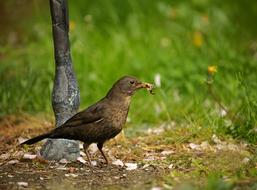 Blackbird with worms in beak on ground in wild