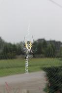 spider on a web against a background of trees
