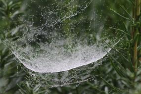 Web Spider Garden