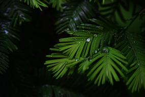 Water Droplets green, leaf