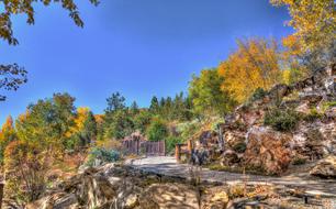 Vail Colorado Forest