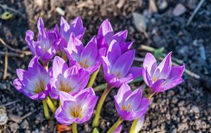 sunrise and purple crocuses