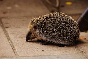 young Hedgehog on pavement