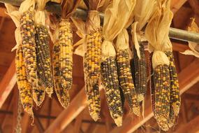 dry corn hanging