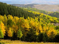 Aspens Trees Fall