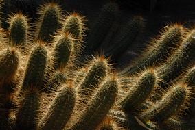 prickly cacti in the wild