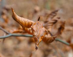 Leaves Fall Autumn Leaf