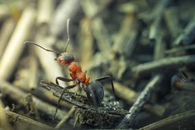 Close-up of an orange and gray ant on the wood