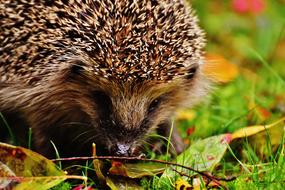 Hedgehog on fallen leaves