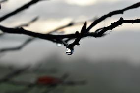 Drop Of Water Dew Dewdrop