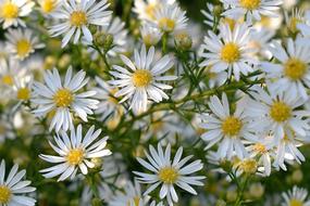 Flowers White Plant