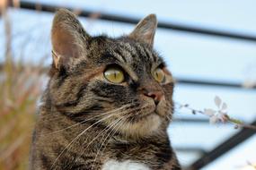 incredible Cat Animal Mackerel
