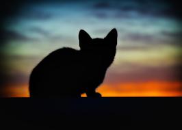 black silhouette of a little cat