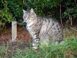 grey tabby Cat sits beneath shrub