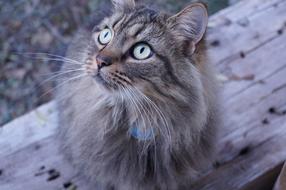 gorgeous Cat Wood Animal