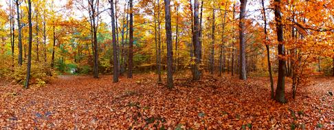 Autumn Nature Forest