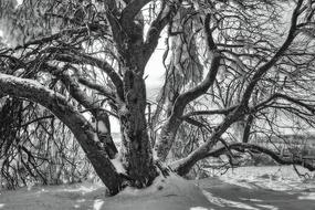 Sw Winter Snow