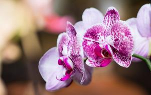 Flower Orchid Plant