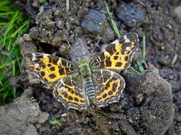 tiger butterfly is sitting on manure
