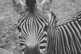 zebra white animal species