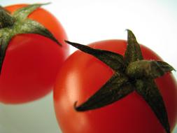 Healthy ripe tomatoes