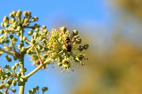 Wasp on green inflorescence Close Up