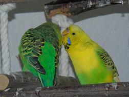 Budgie Parrot Birds couple