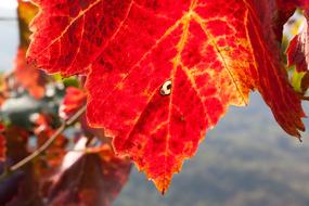 Wine Leaf Harvest