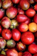 Bali Red Fruit Exotic Fruits