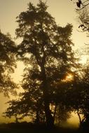 Autumn Morning Foggy trees