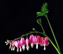Flower Sweetheart Plant Blossom