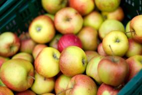 juicy colorful apples
