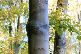 Tree Spirit Of The Forest Nature