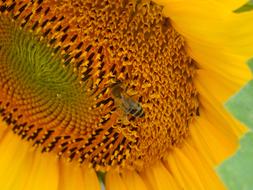 Bee on Sunflower Macro view