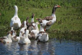 Geese Body Of Water