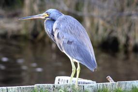 Beautiful and colorful, tricolored heron, on the wood, near the water
