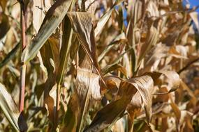 Autumn Nature Corn Leaves In The