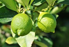 unusual fruits are green in the tree