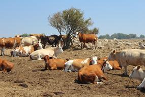 Cows on Farm