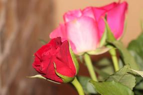 fragrant beautiful roses in the garden