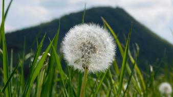 Dandelion Flower Spring