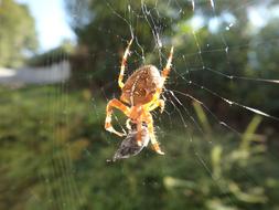 orange spider in a cobweb close-up on a blurred background
