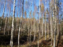 Birch Grove Forest Young