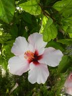 white and pink Summer Flowers in garden