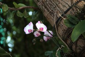 Orchid Tree Flower