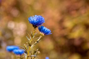 Asters Herbstastern Fall