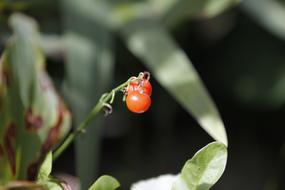 Berry Plant Red
