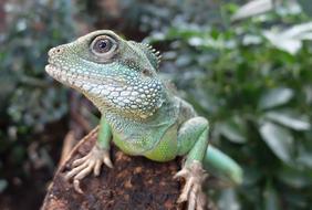 green lizard with big eyes close up on blurred background